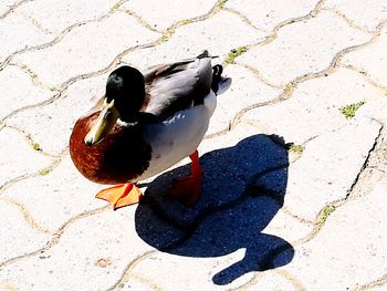High angle view of bird perching on shadow