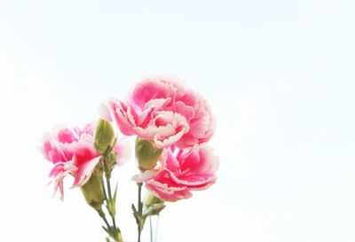 Close-up of pink rose against white background