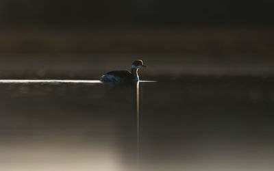 Grebe in backlit on a calm pond