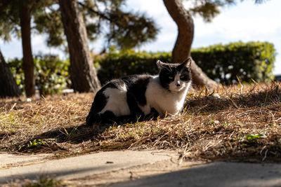 Portrait of a cat between trees