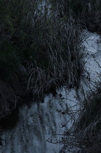 High angle view of lake in forest