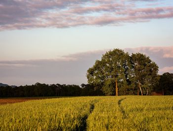 Scenic view of agricultural field against sky