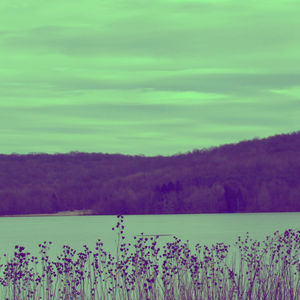 Plants growing on land against sky