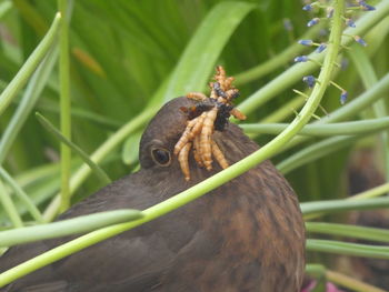 Close-up of a bird