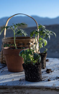 Potted plant on table