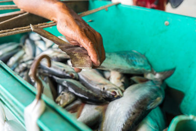 Close-up of hand holding fish at market