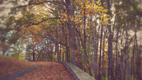 Road amidst trees in forest during autumn