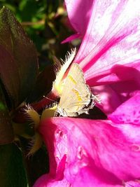 Close-up of insect on pink flower