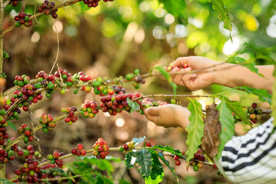 Close up farmer hands harvest coffee bean ripe red berries plant fresh seed coffee tree