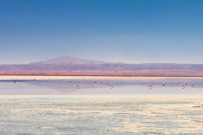 Flock of birds on beach