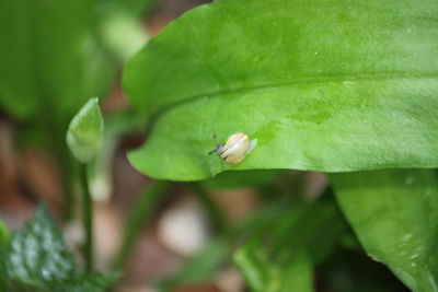 Close-up of a green leaf