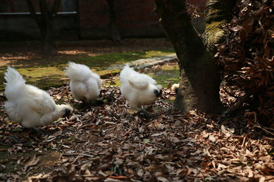 Flock of birds on field