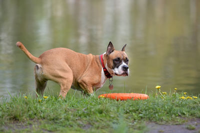 Dog in a lake