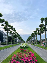 View of flowering plants by road against cloudy sky