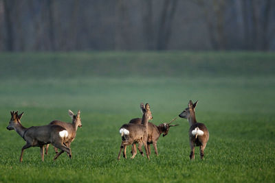 The roe deer near in the wheat field