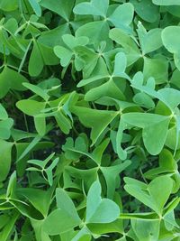 Full frame shot of fresh green leaves