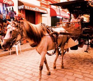 Horse cart in street