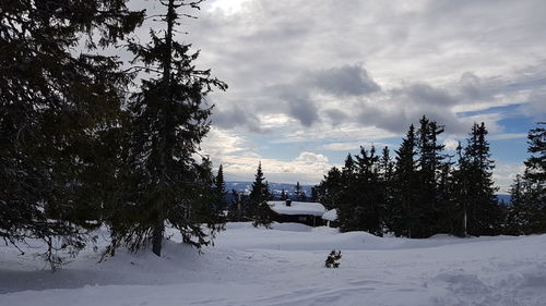 Trees on snow covered field against sky