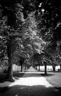 Trees on landscape