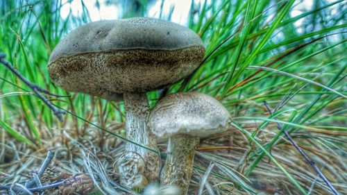 Close-up of mushroom on field