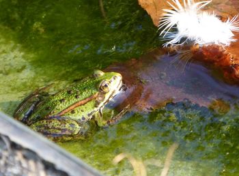 Close-up of frog in pond