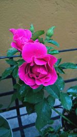 Close-up of pink flower blooming outdoors