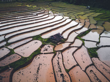 High angle view of rice paddy