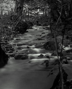 Scenic view of forest