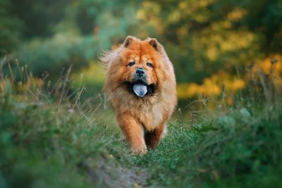 Portrait of dog on field