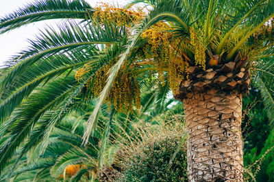 Low angle view of palm trees against plants
