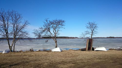 Bare trees by calm lake