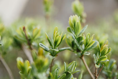 Close-up of flowering plant