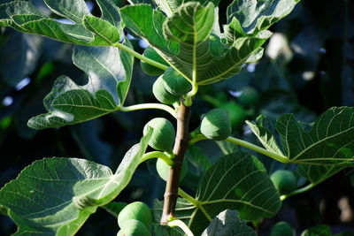 Close-up of fresh green leaves