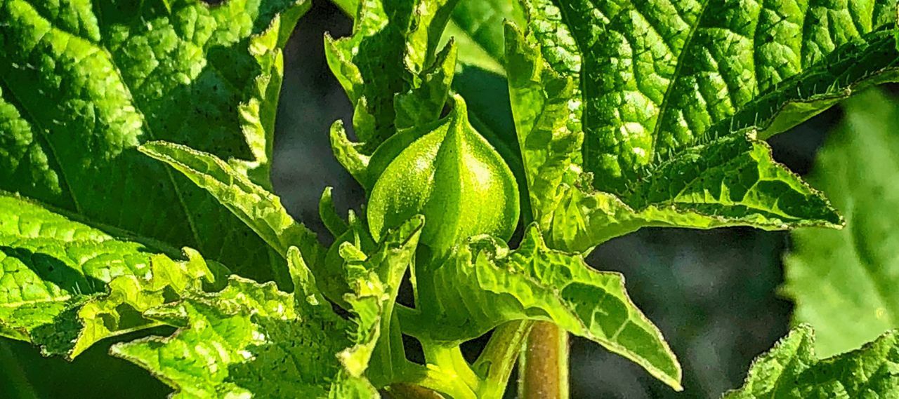 CLOSE-UP OF FRESH GREEN LEAVES IN FARM