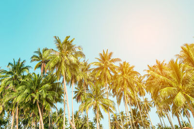 Low angle view of coconut palm trees against clear sky