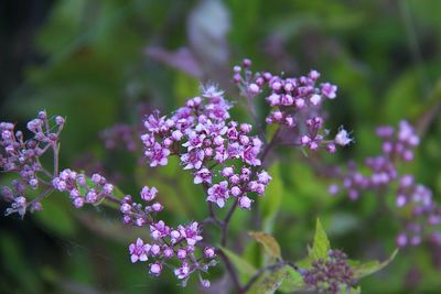 Close-up of purple flowering plants