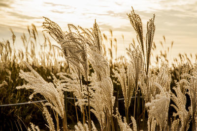 Close-up of grass growing in field