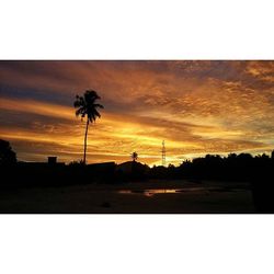 Silhouette of trees at sunset