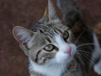 Close-up portrait of a cat