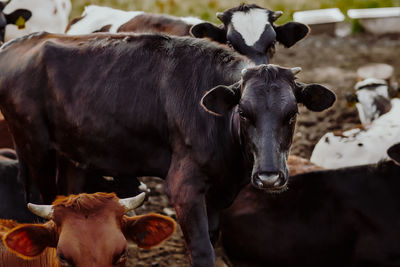 Close-up of cow