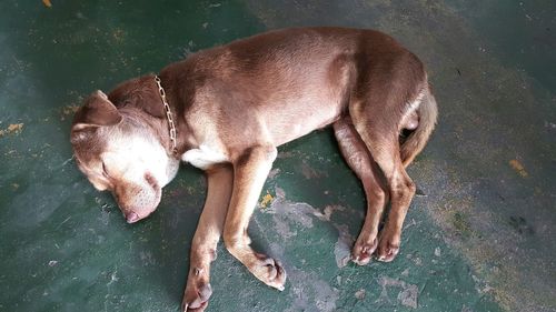 High angle view of dog relaxing outdoors