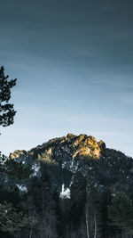 Scenic view of forest against sky