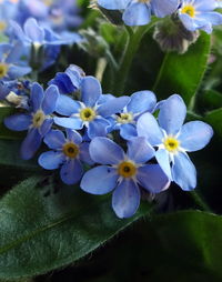 Close-up of purple flowers