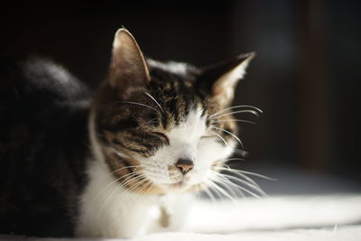 A old tabby cat sunbathing with sleepy feeling