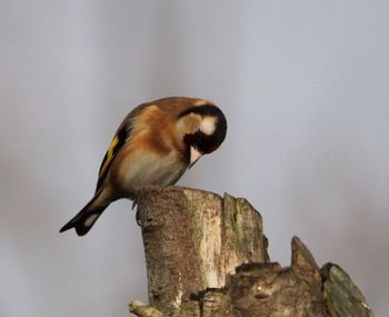 Close-up of bird perching on wood