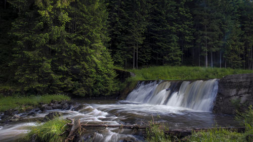 Scenic view of waterfall in forest