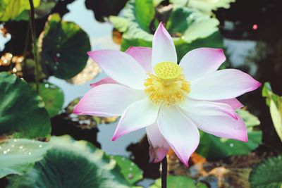 Close-up of pink flower blooming outdoors