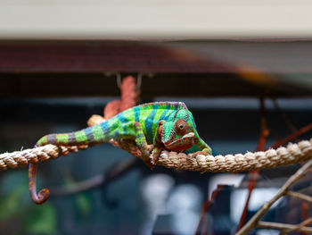 animal themes