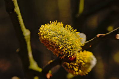 Close-up of yellow flowering plant