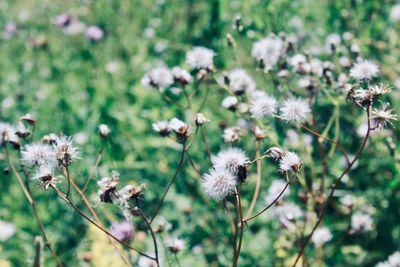 Close-up of wilted flowers on field